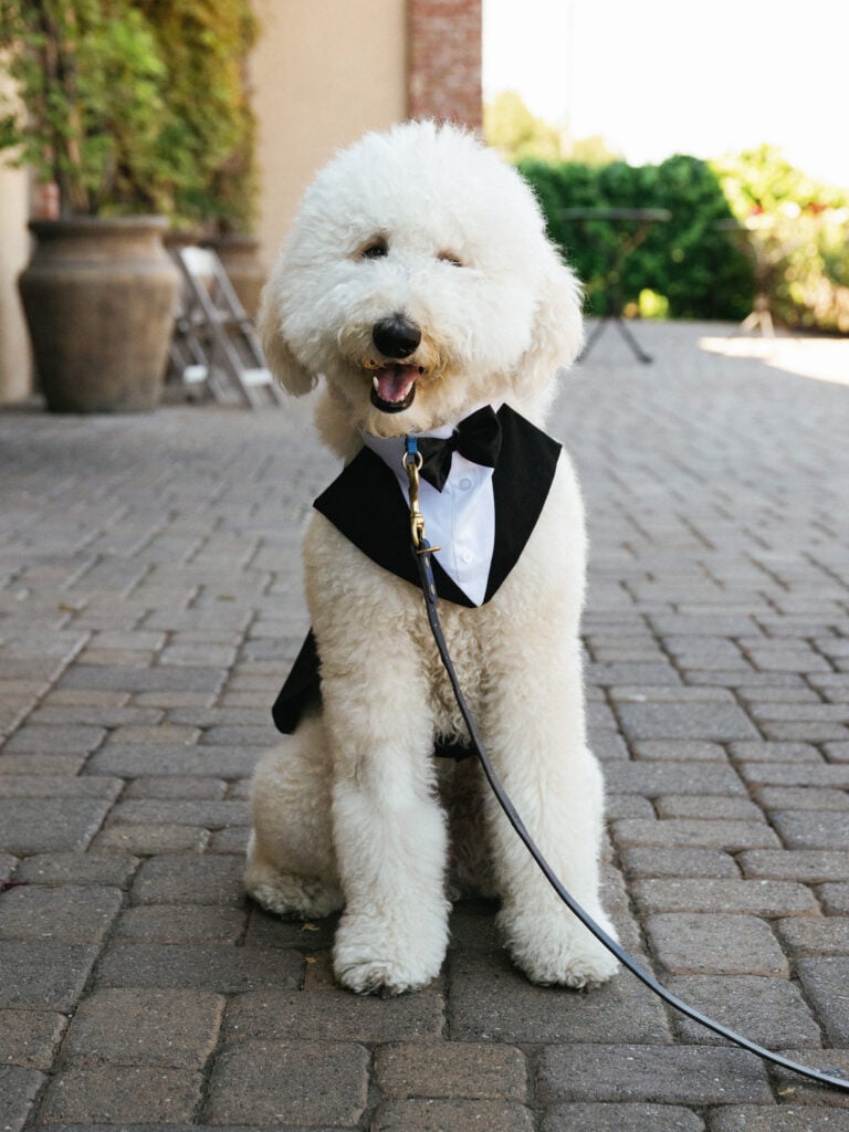 Poodle wearing a dog tuxedo sitting outside as a ring bearer or special wedding guest