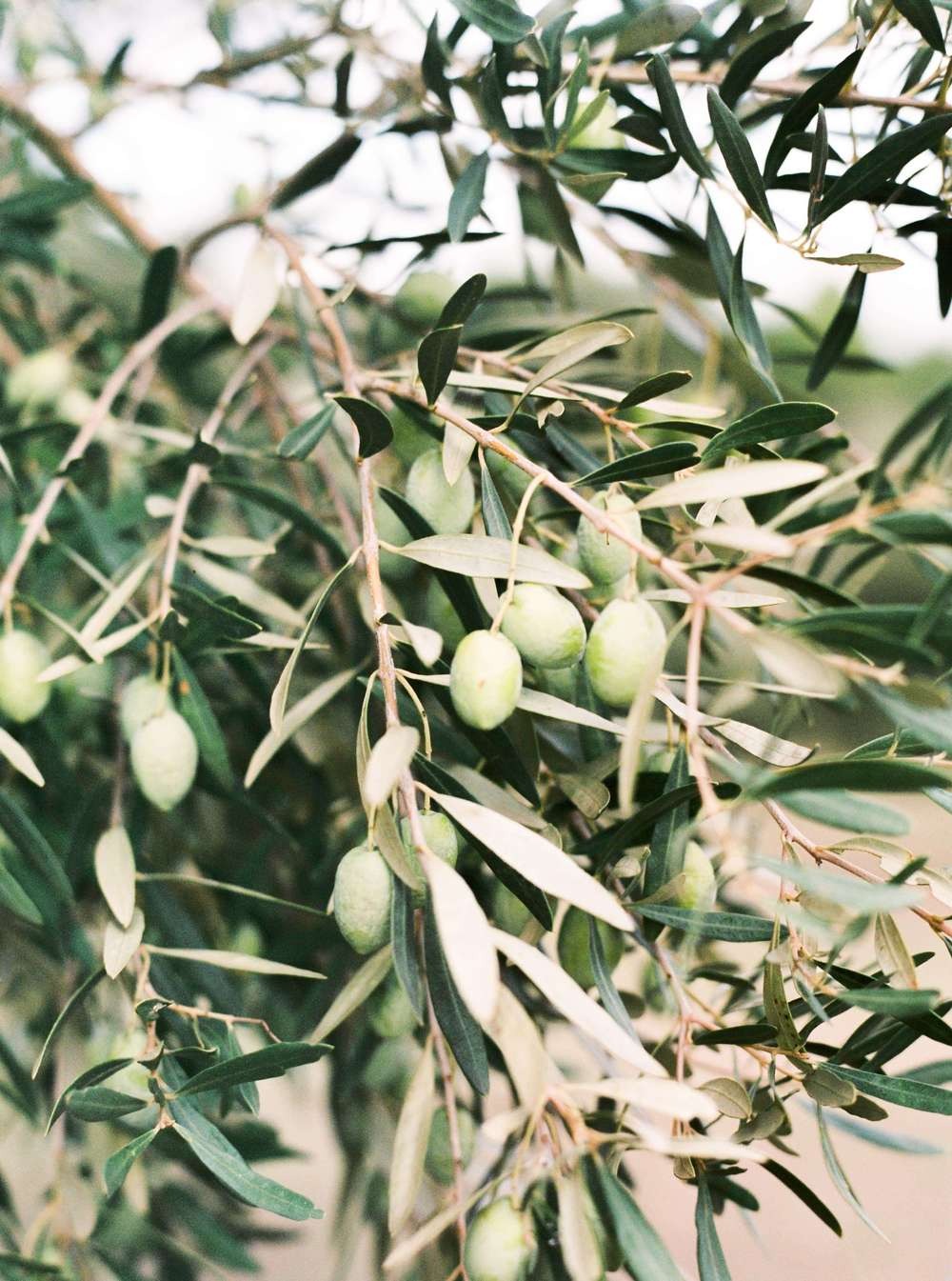 Olive branch detail close up
