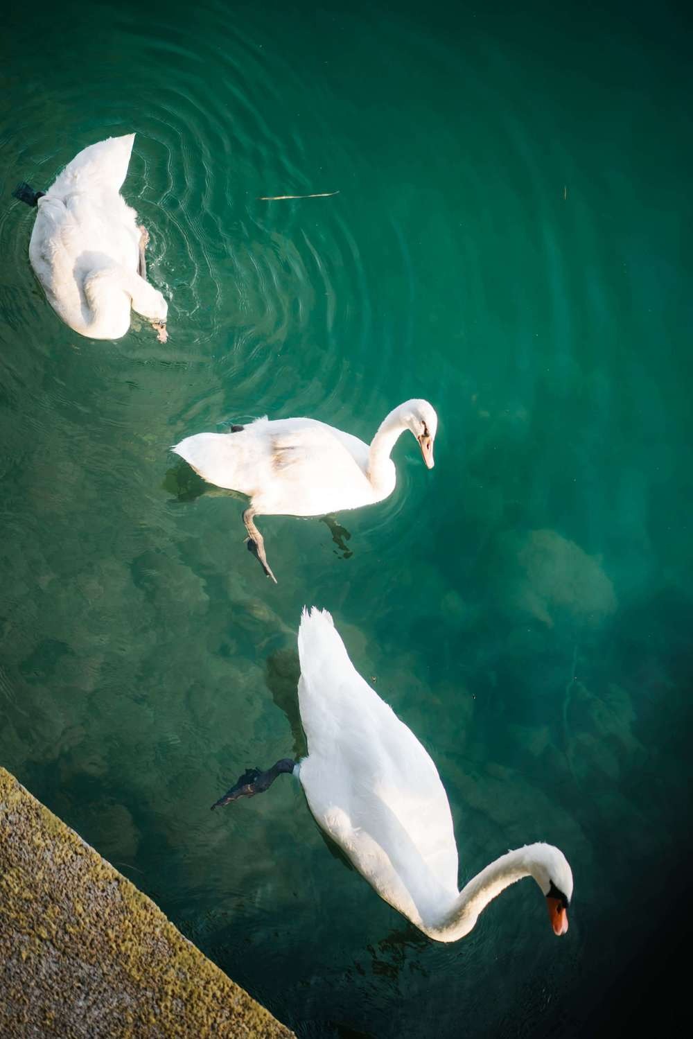Swans on green water at a wedding venue