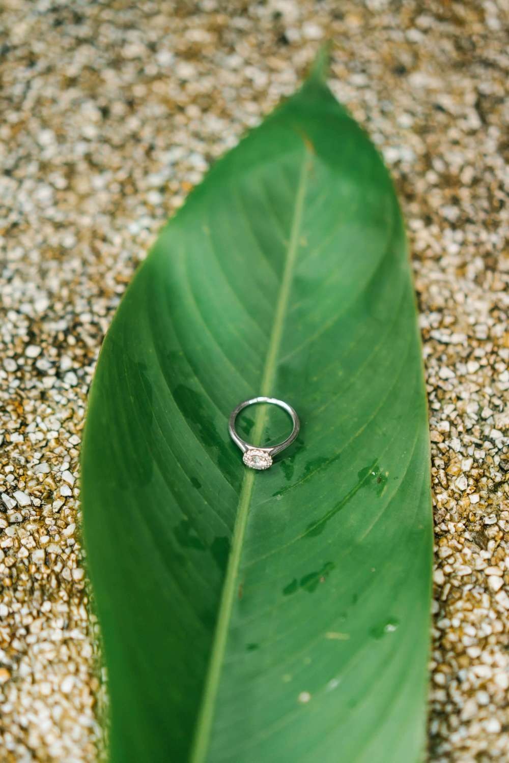 Wedding ring on green leaf detail